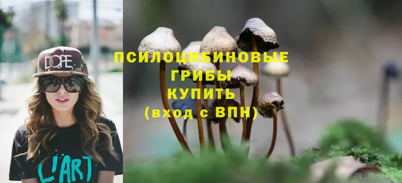 как найти наркотики  Каргополь  Псилоцибиновые грибы Psilocybe 